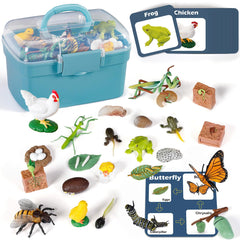 Bambilo life cycle butterfly figure for hands-on learning and observation.