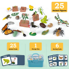 Bambilo life cycle frog figure aids visualizing metamorphosis through play.