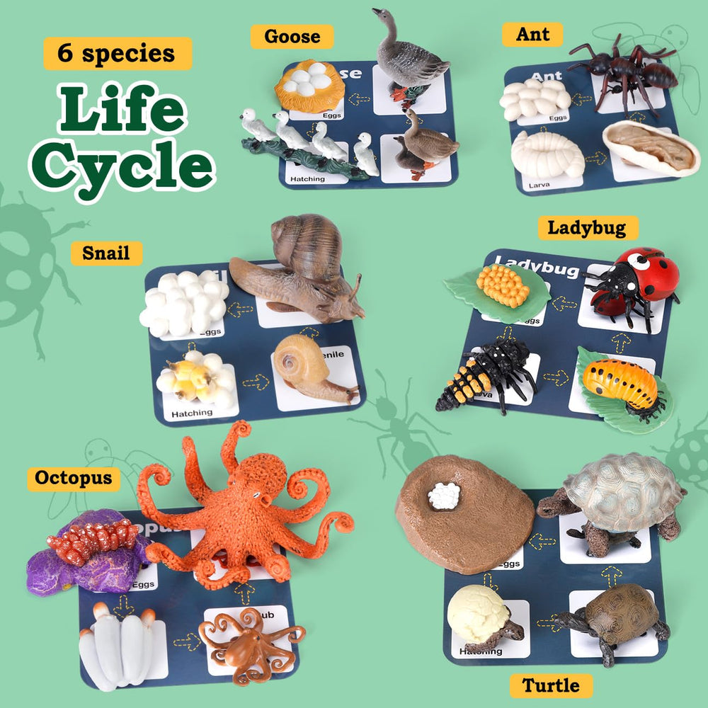 Bambilo life cycle Goose figures for storytelling and discovery.