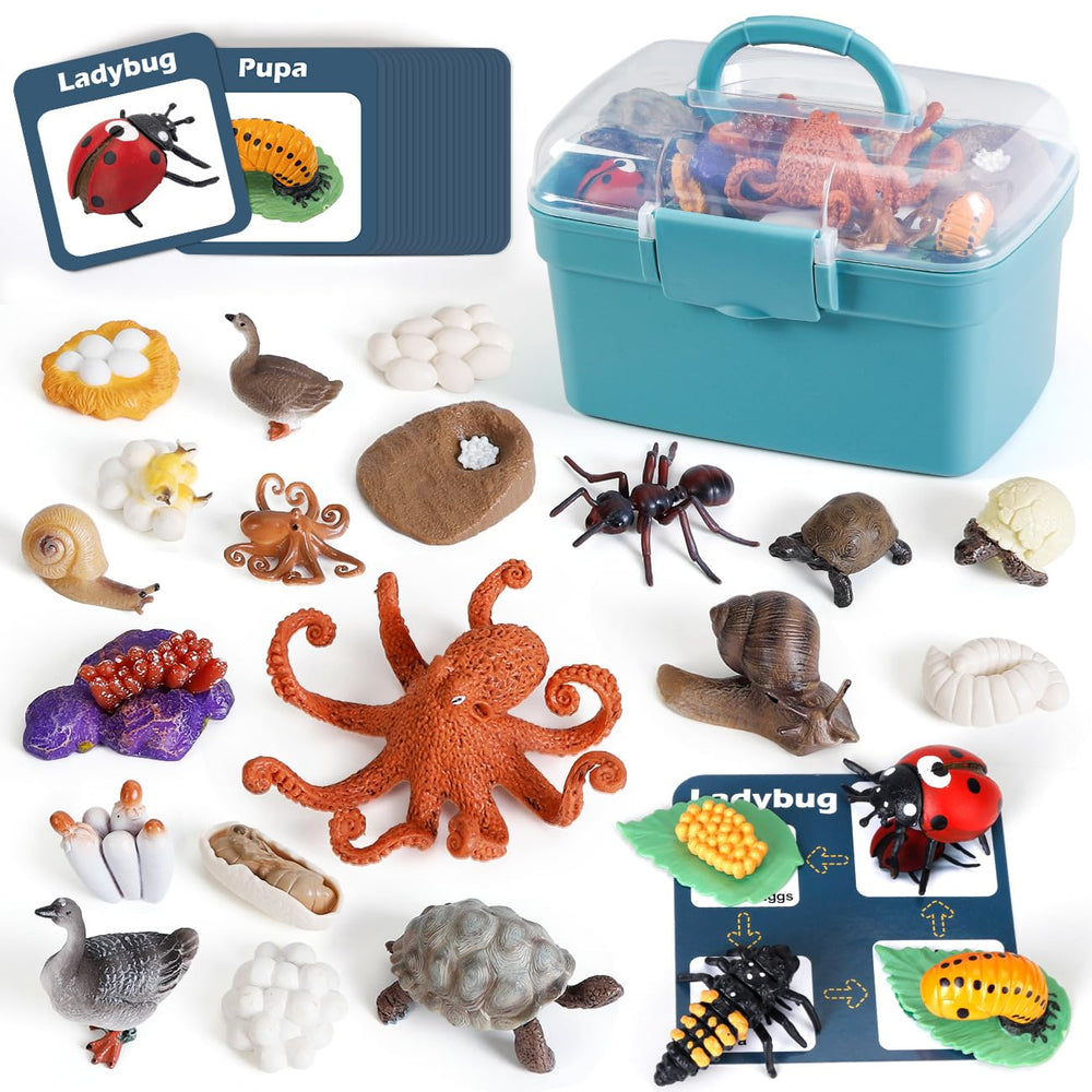 Bambilo life cycle Ladybug figures for hands-on biology learning.