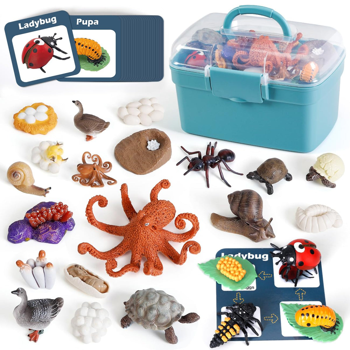 Bambilo life cycle Ladybug figures for hands-on biology learning.