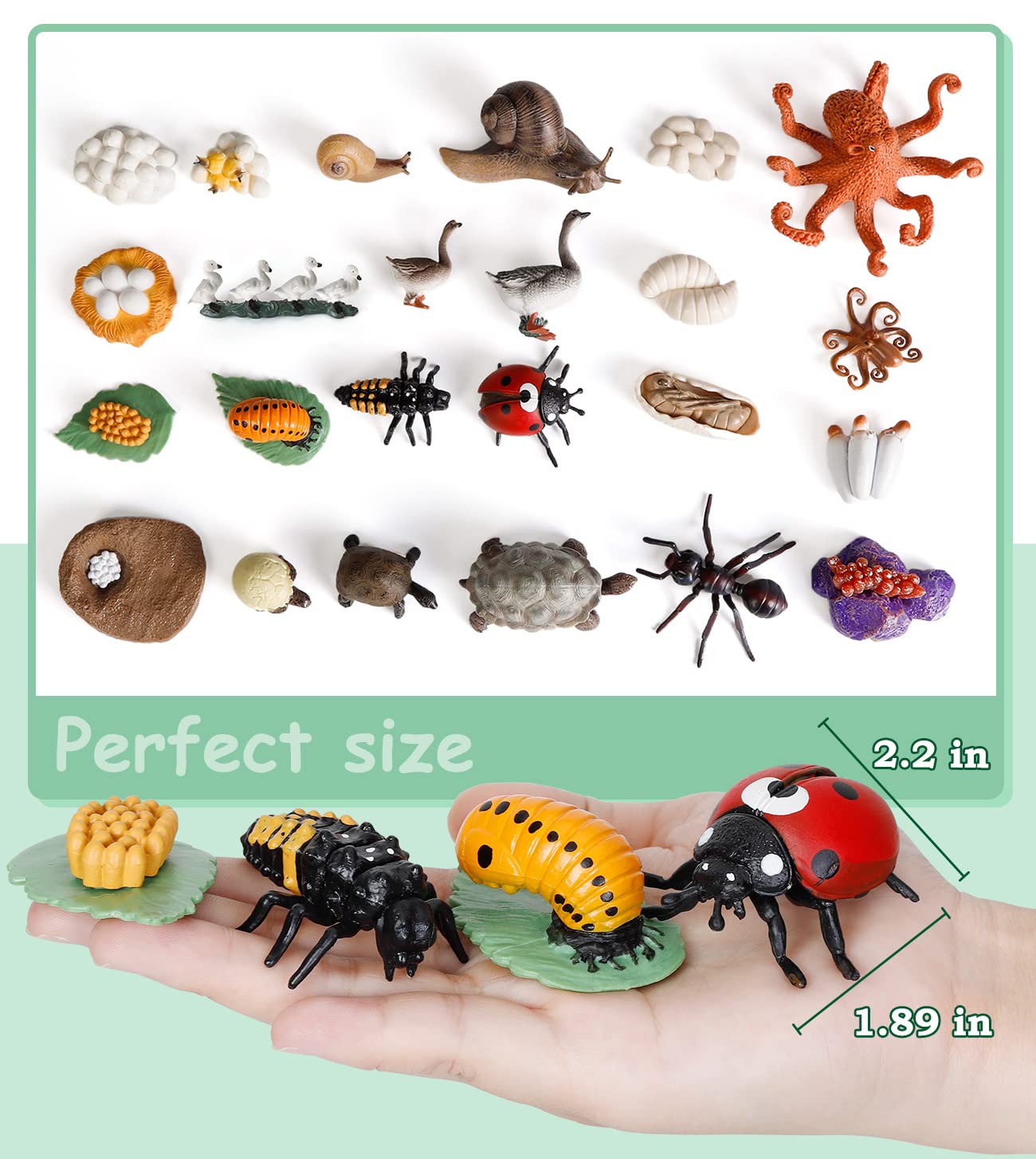 Bambilo life cycle Octopus figures for curious science play.