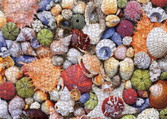 BBOLDIN Ocean Beach 1000-piece Puzzle—intricate seashell design ideal for family puzzle night.