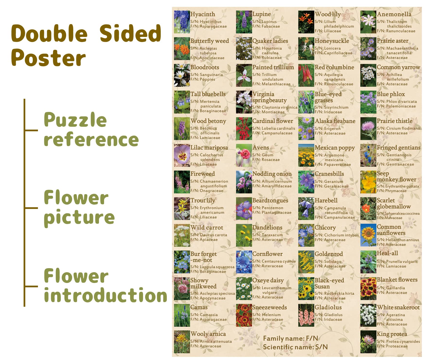 BBOLDIN Double-sided poster shows flowers and details for reference