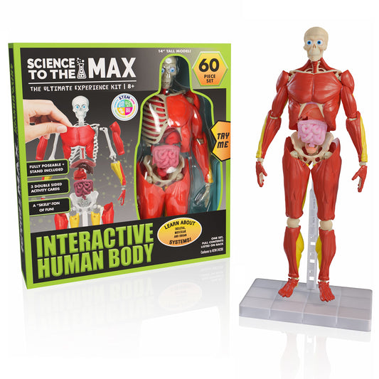 Be Amazing! Toys Interactive Human Body fully assembled model for hands-on anatomy exploration.
