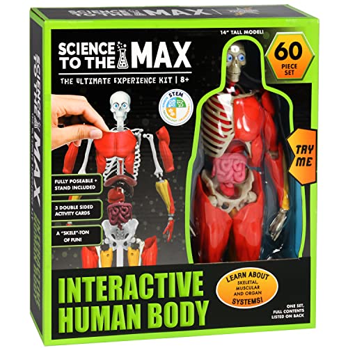 Be Amazing! Toys Interactive Human Body removable muscles for detailed movement study.