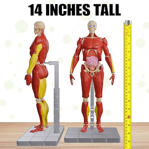 Be Amazing! Toys Interactive Human Body removable organs for interactive internal-system learning.