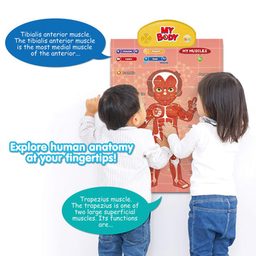 Best Learning i-Poster muscles and bones for movement and structure.