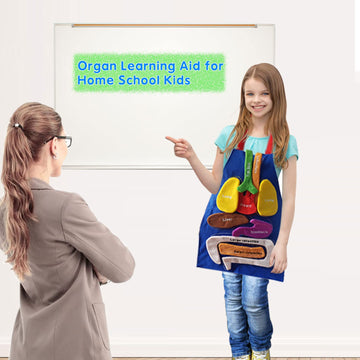 BOCZIF 3D organ apron with heart for classroom demonstrations and kid-friendly anatomy.