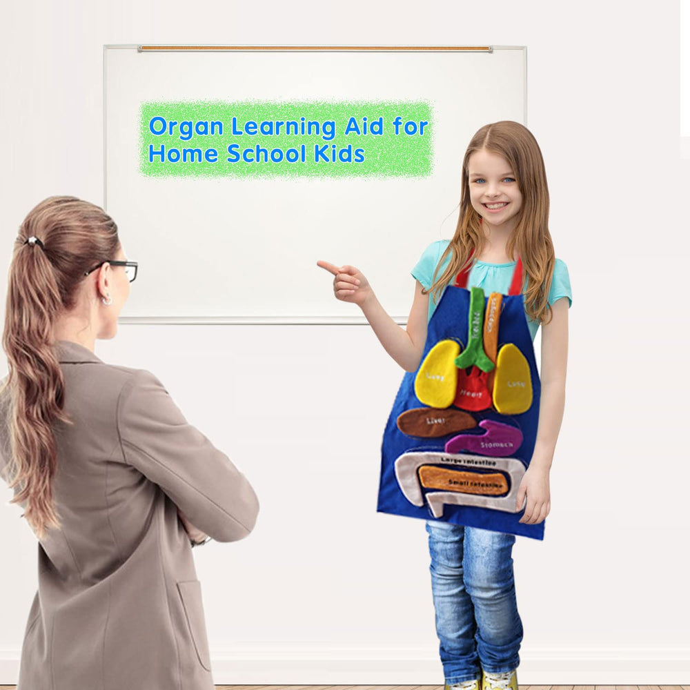 BOCZIF 3D organ apron with heart for classroom demonstrations and kid-friendly anatomy.