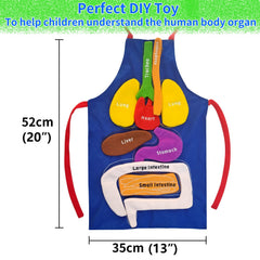 BOCZIF 3D organ apron with intestines for removable organs and tactile learning.