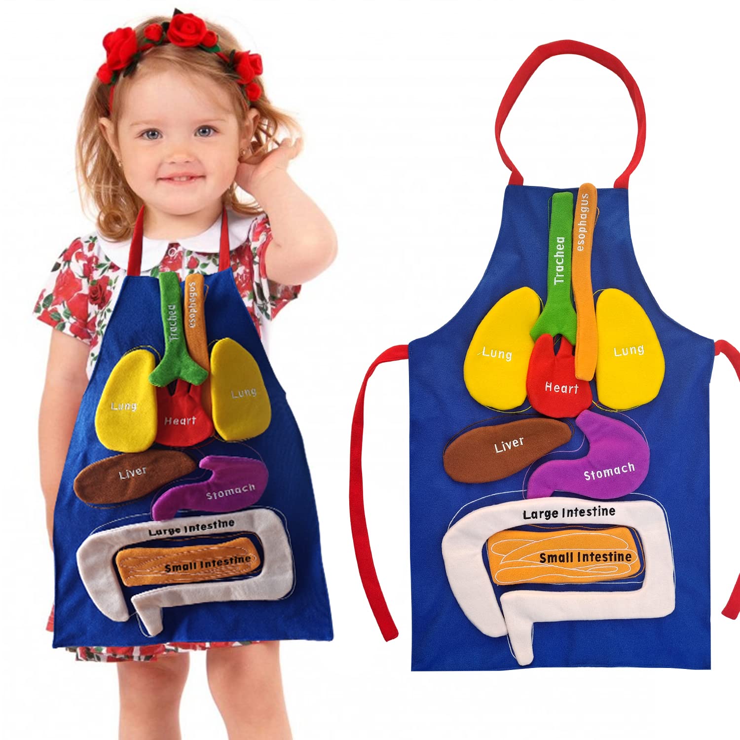 BOCZIF 3D organ apron with lungs for hands-on anatomy learning at home.