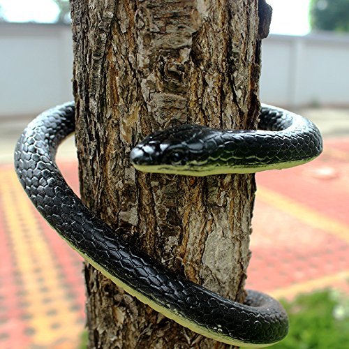 Brandon-super Snake in coiled pose ideal for outdoor decor and visitor intrigue.