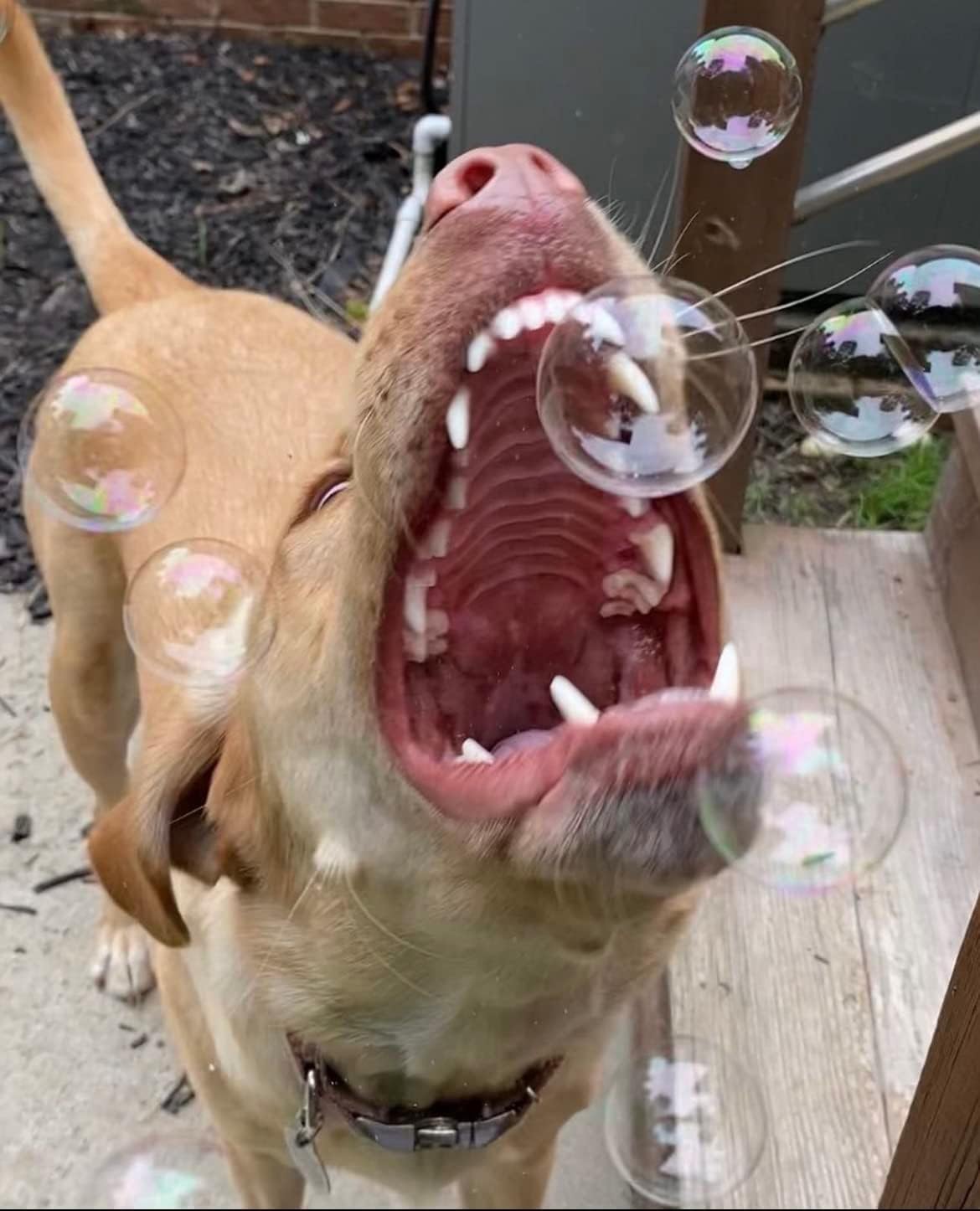 Bubbletastic bacon scent bubbles deliver irresistible aroma for dogs