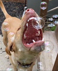 Bubbletastic bacon scent bubbles deliver irresistible aroma for dogs
