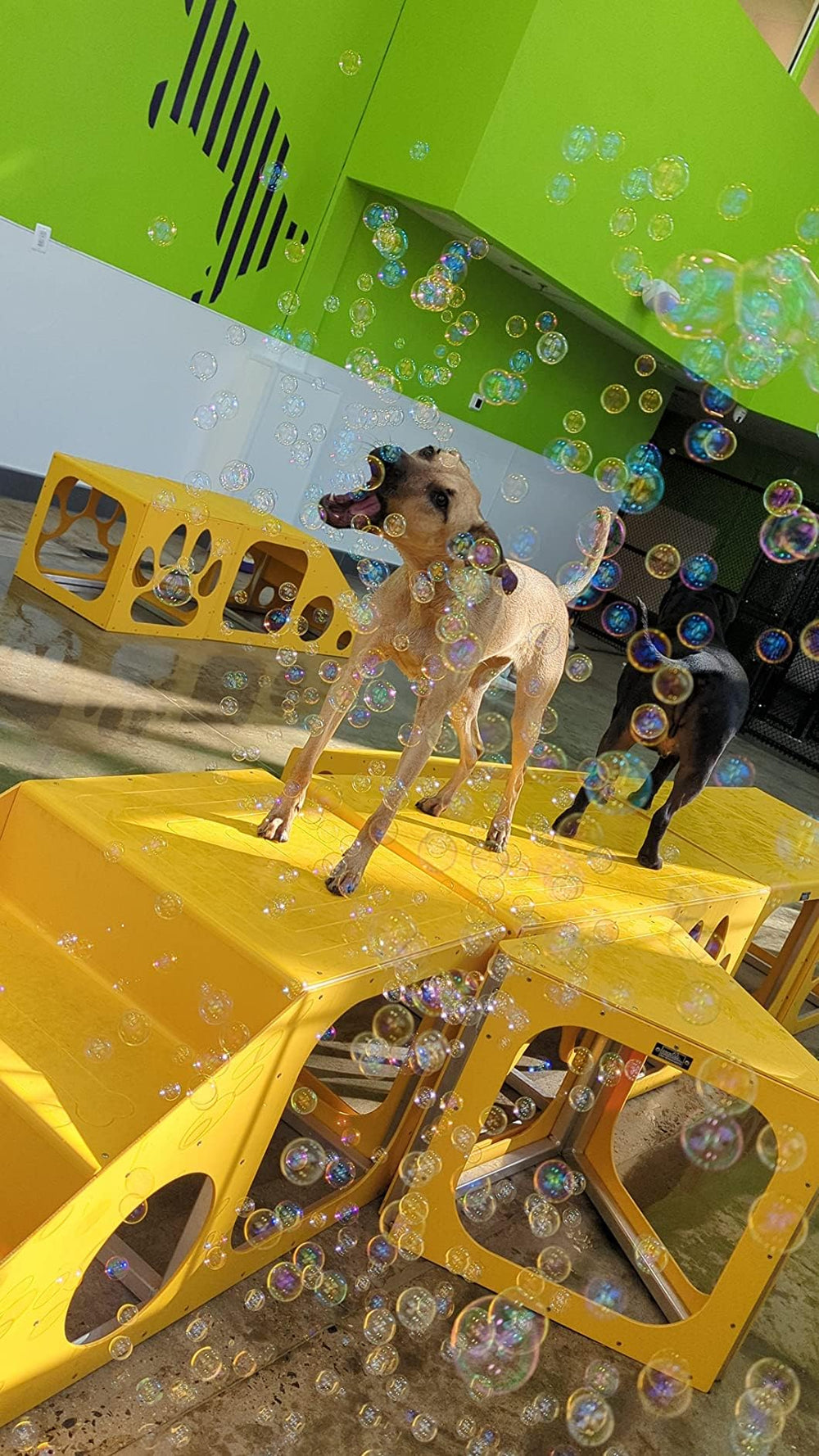 Bubbletastic bubble play in yard features outdoor entertainment for dogs.