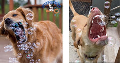 Bubbletastic bubbles in air provide visual fun for pets and families.