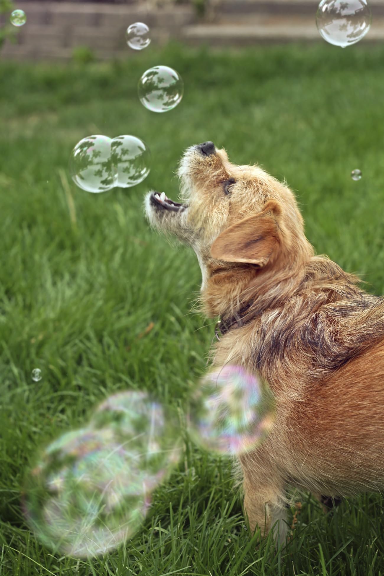 Bubbletastic kid-friendly dog toy captures shared family moments.