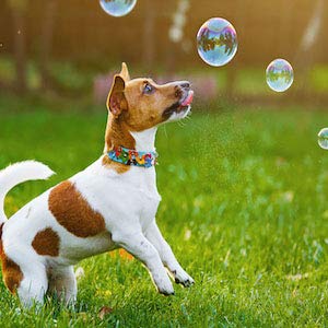 Bubbletastic non-toxic dog solution prioritizes safety during play