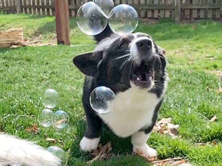 Bubbletastic tear-free formula label emphasizes gentle safe play.