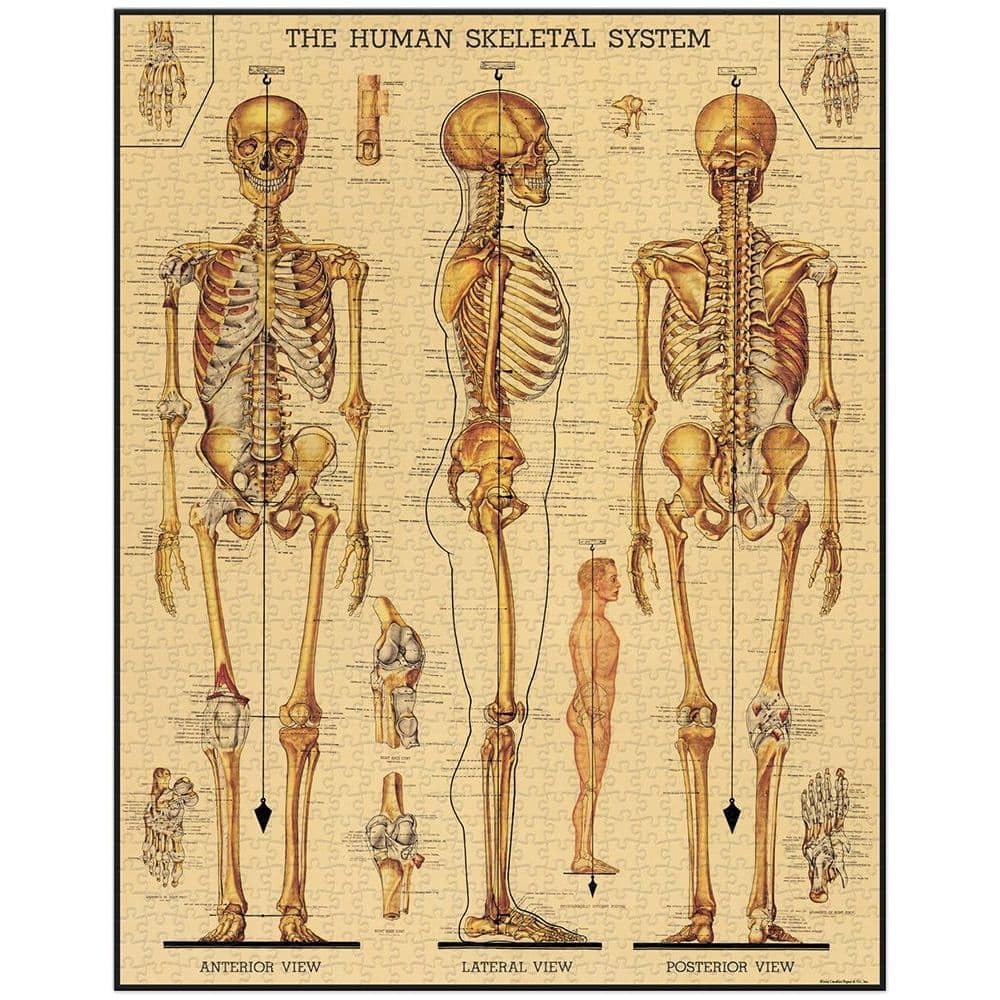 CAVANILLI & CO. Skeletal System archive illustration image, perfect for collectors and decor.