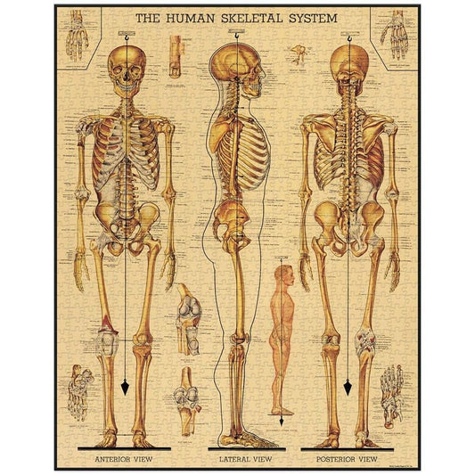 CAVANILLI & CO. Skeletal System archive illustration image, perfect for collectors and decor.