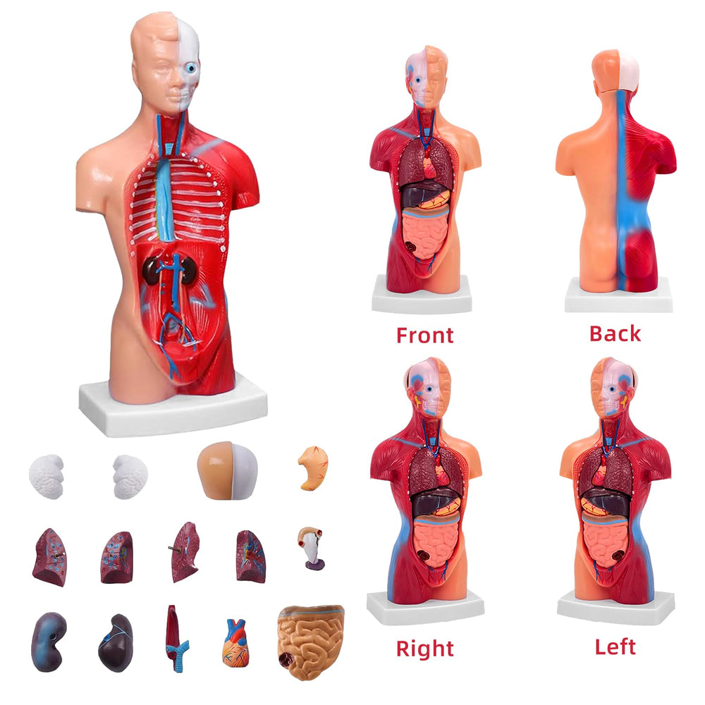 Ceonam anatomy model heart with lungs supports practical cardiovascular study.