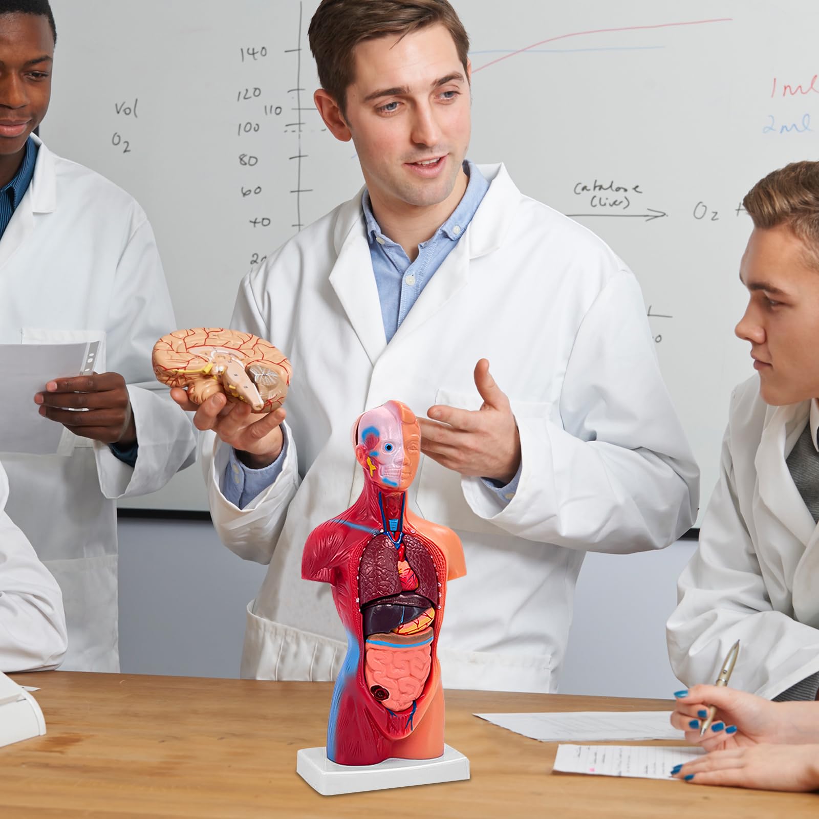 Ceonam liver pancreas spleen model provides abdominal organ overview for study.