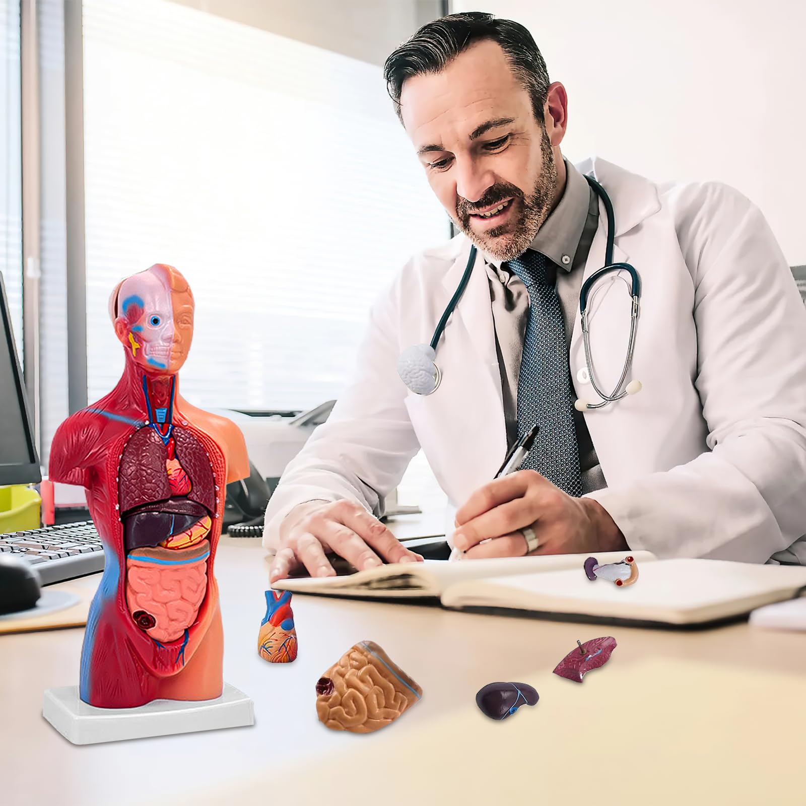 Ceonam stomach visualization supports digestion anatomy sessions and interactive learning.
