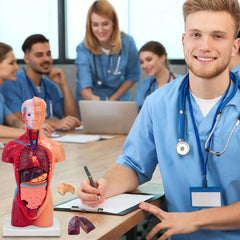 Ceonam 11-inch esophagus and trachea view enhances airway anatomy demonstrations.