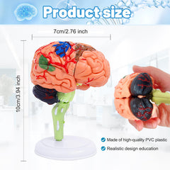 Ceonam brain model with detailed textures for visual learning.