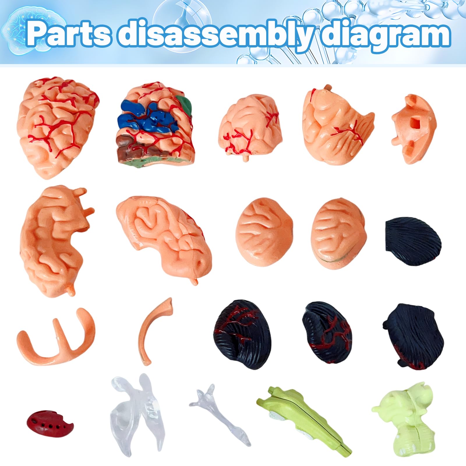 Ceonam brain model stand included for stable demonstrations.