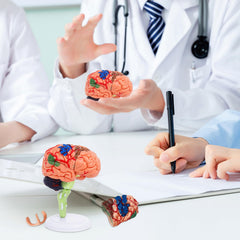 Ceonam educational brain kit for classroom demonstrations.