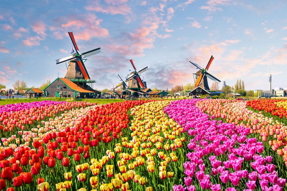 CHengQiSM Holland Tulip Fields puzzle, calming 1000-piece challenge for adults