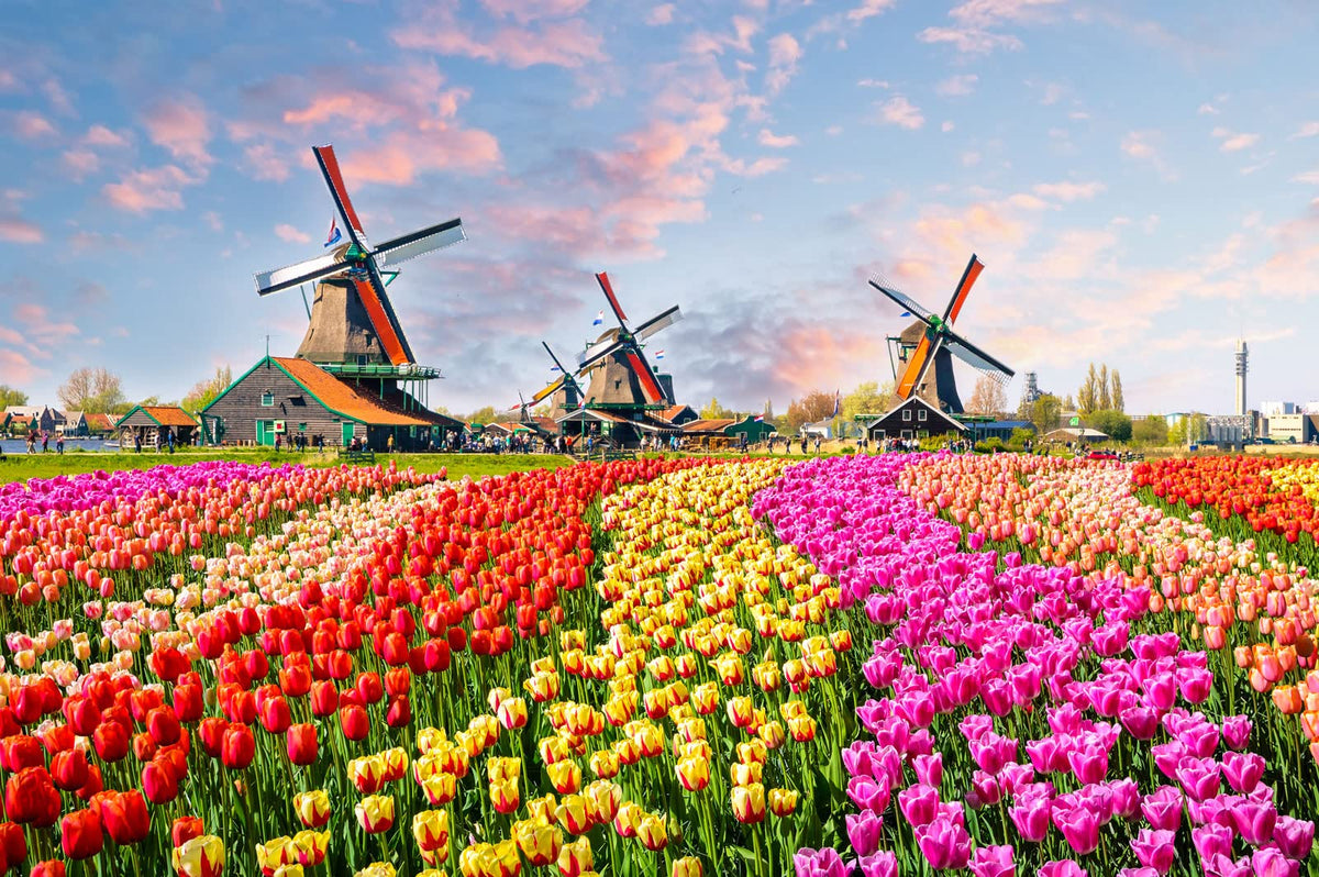 CHengQiSM Holland Tulip Fields puzzle, calming 1000-piece challenge for adults