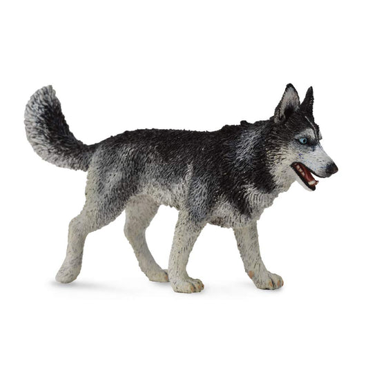 Collect A Siberian Husky toy figure front view with detailed painting for educational play and display.