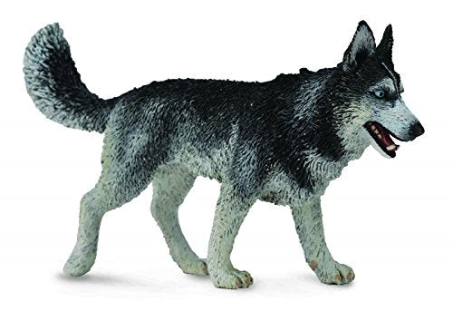 Collect A Siberian Husky figure product shot shows craftsmanship for classroom learning and collector appeal.