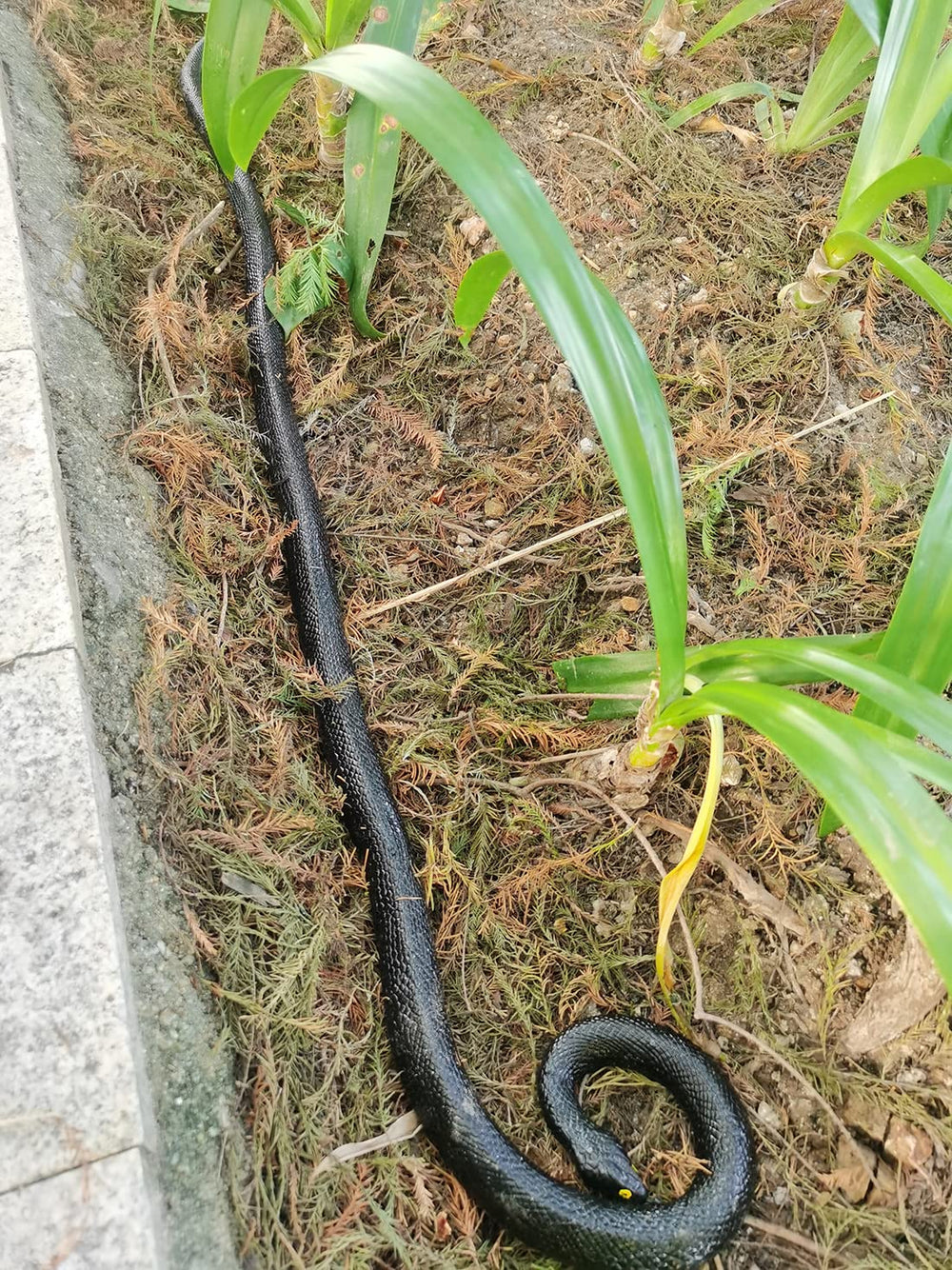 COTOSEY rubber snake easy-to-use prop for photos