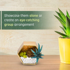 Craft Crush waterless terrariums require no ongoing maintenance.