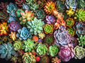 Cross & Glory Succulent Symphony front cover with vibrant flora for inspiration.