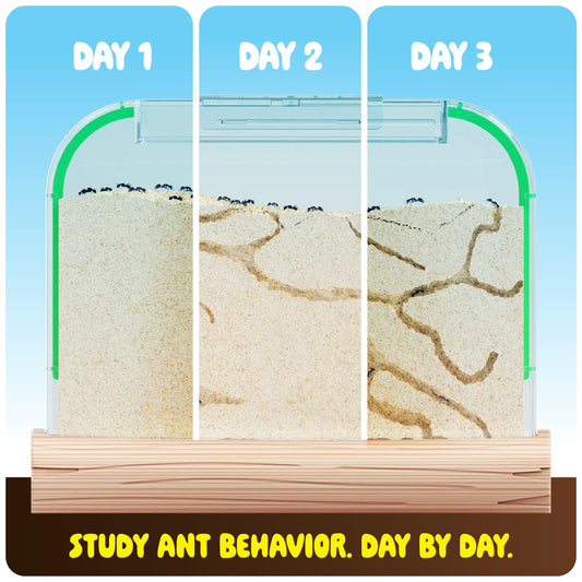 Dan&Darci Ant Voucher Included image showing ant delivery and exploration.