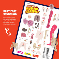 Dan and Darci squishy ribs model for bone structure learning.