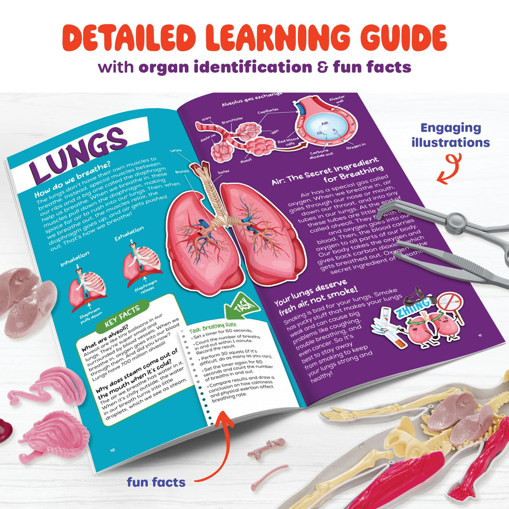 Dan and Darci gooey stomach model for digestive system exploration.