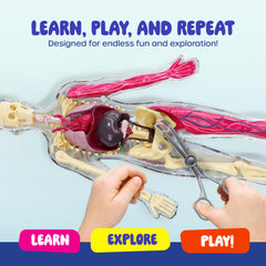 Dan and Darci squishy trachea model for airflow exploration.
