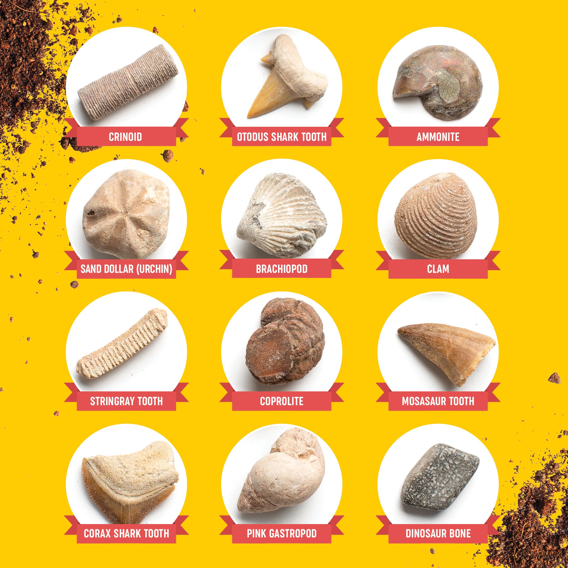 Dan&Darci illustrated guidebook for paleontology discoveries