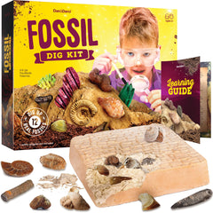 Dan&Darci Real Fossil Dig Kit with 12 fossils for hands-on exploration