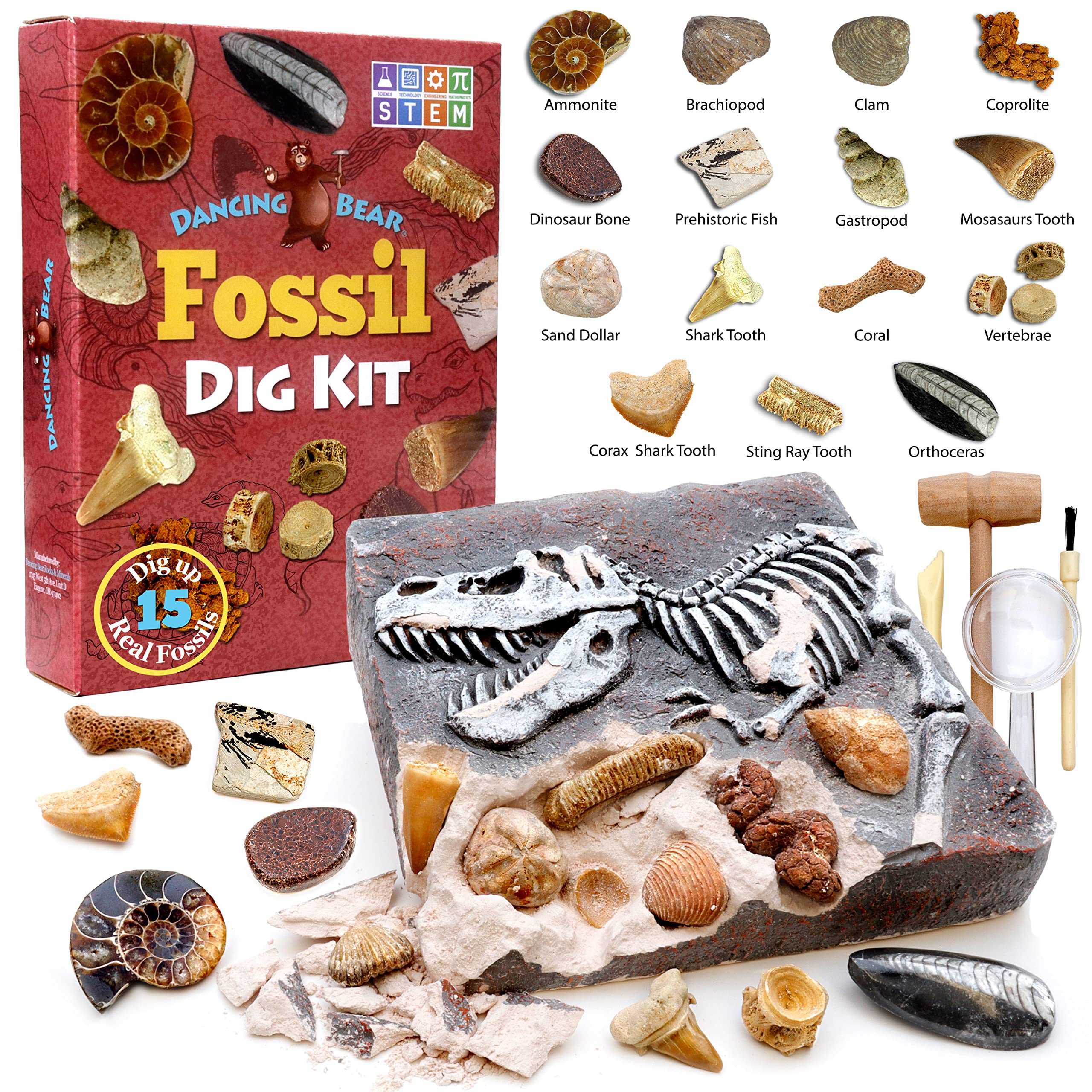 DANCING BEAR educational guide helps kids log findings during dig.