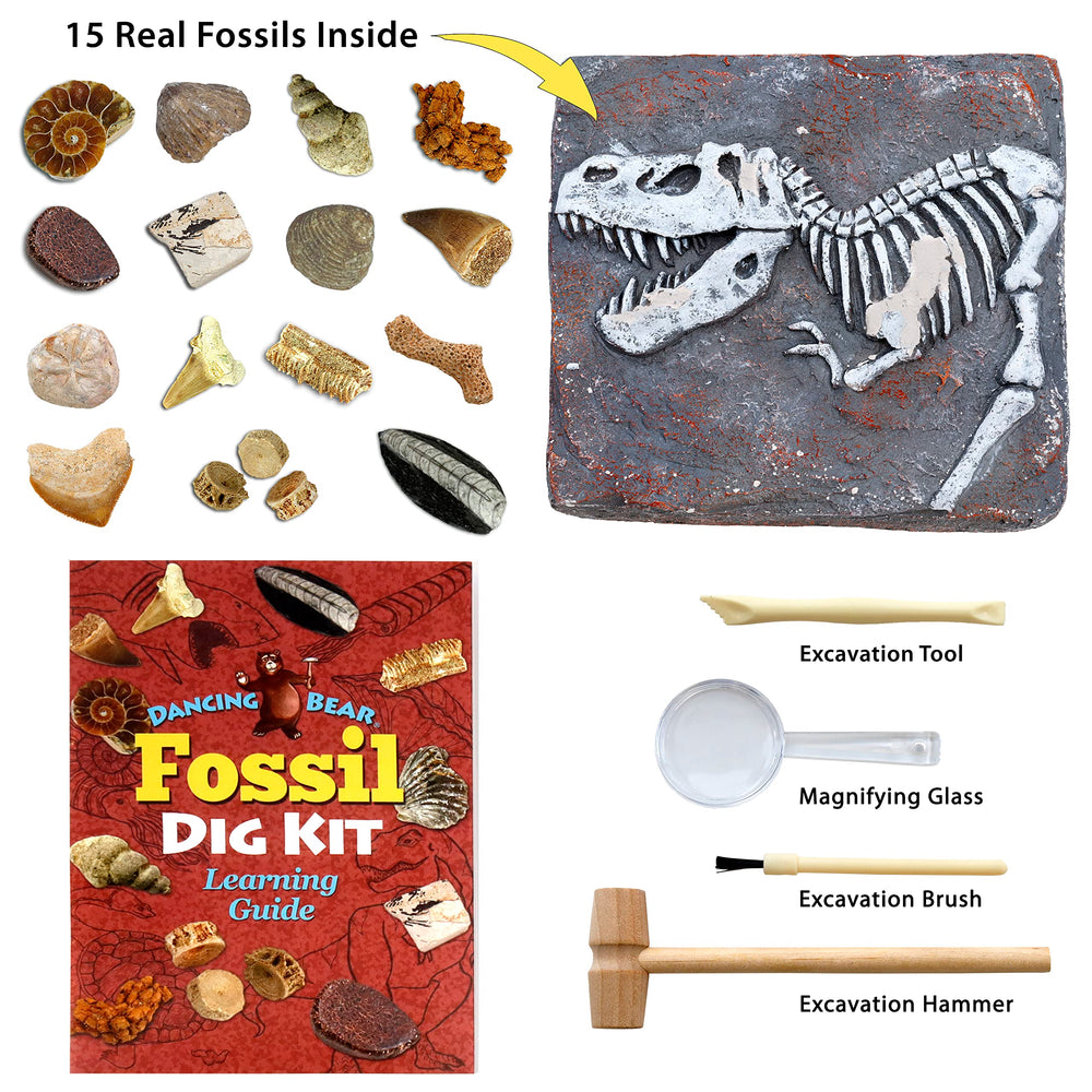 DANCING BEAR fossil dig action shot shows paleontology exploration.