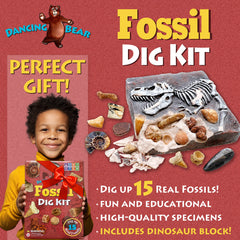 DANCING BEAR excavation tools brush included for gentle fossil discovery.