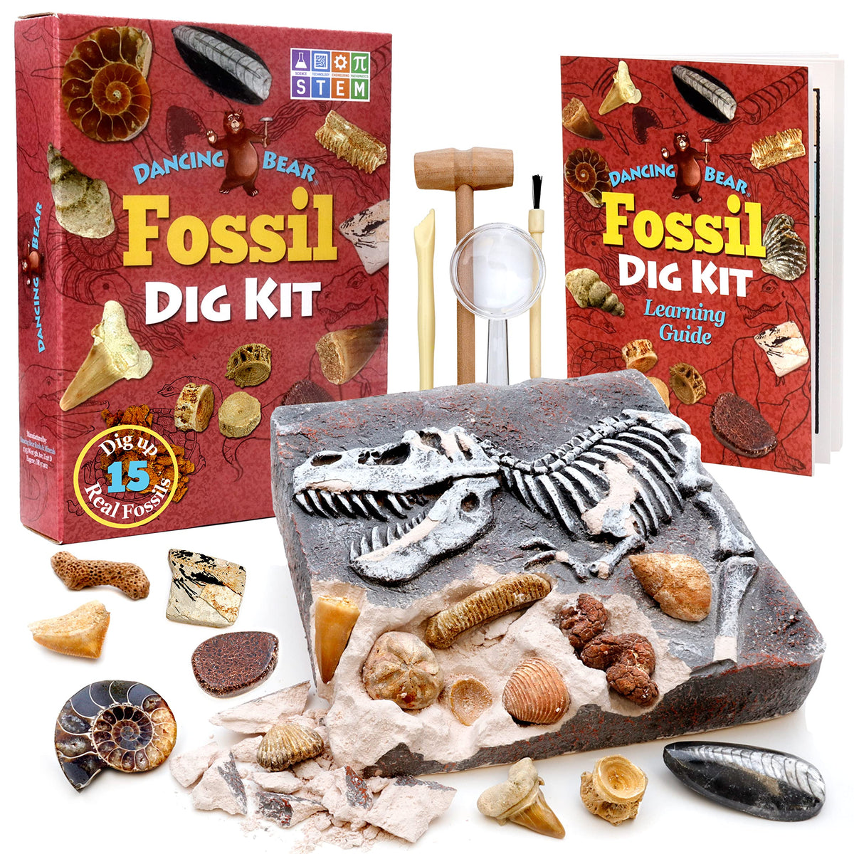 DANCING BEAR fossil dig kit cover invites kids to start a prehistoric adventure.